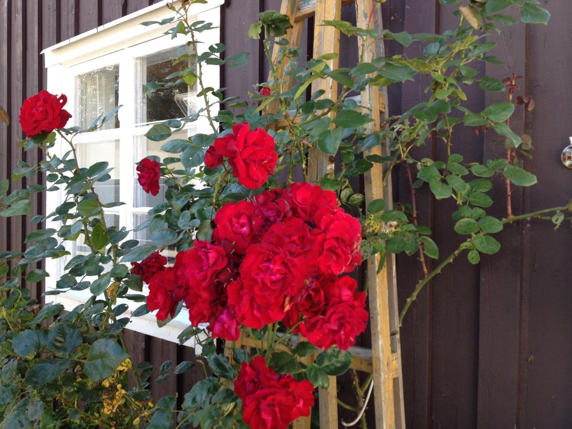 Asa Jutegard Bed & Breakfast Exterior foto